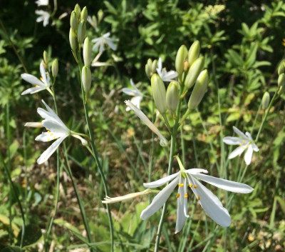 Anthericum liliago 06-2015.jpg