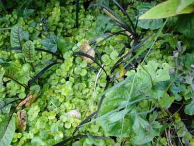 Kopie_2_von_DSC01502.JPG