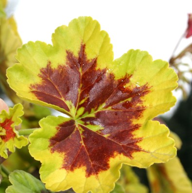 Blattschmuckpelargonie.jpg