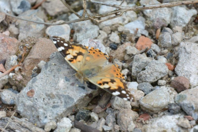 DSC_6995.JPG