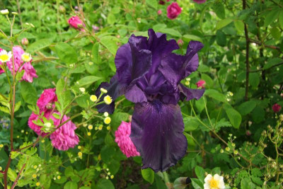2015_0613Irisviele0009.JPG
