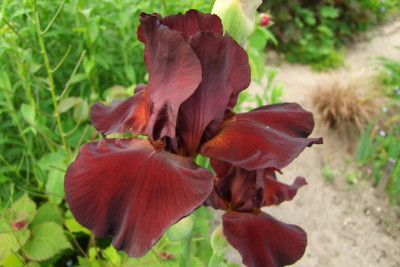 2015_0613Irisviele0012.JPG
