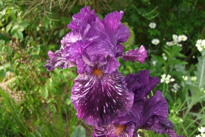 2015_0613Irisviele0019.JPG
