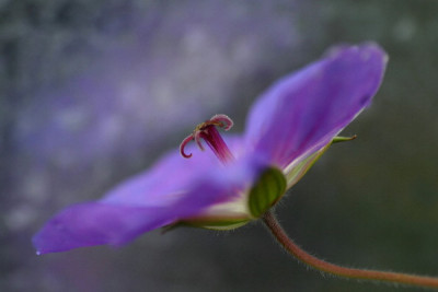 Geranium-Okt-2.jpg