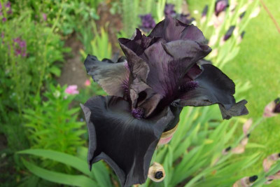 2015_0613Irisviele0028.JPG