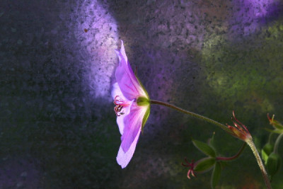 Geranium-Okt-3.jpg