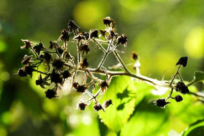 Brombeeren_Wild_02-10-05.jpg