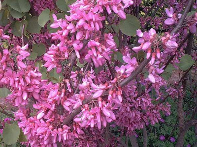 Cercis_sil._Vollblute.jpg