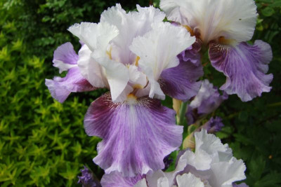 2015_0613Irisviele0035.JPG
