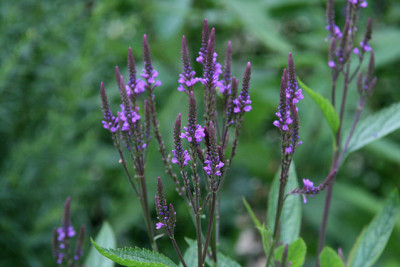 Verbena hastata0211a.jpg