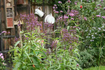 Verbena hastata0114a.jpg