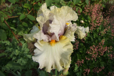2015_0613Irisviele0049.JPG