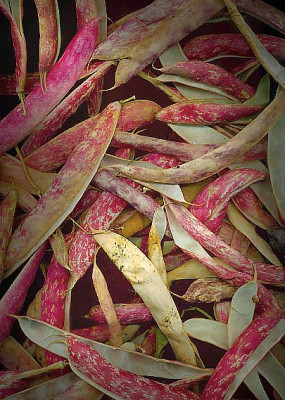 borlotti2.jpg