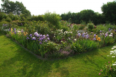 2015_0613Irisviele0059.JPG