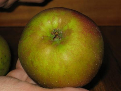 apfel1.jpg