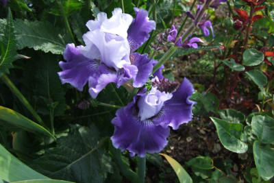 2015_0613Irisviele0084.JPG
