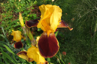 2015_0613Irisviele0058.JPG