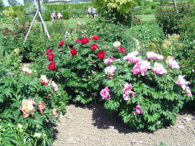 Bot.Garten2 057.JPG