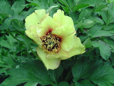 Bot.Garten2 009.JPG