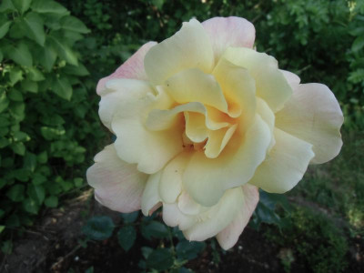 Citrina_10.06.2015.JPG