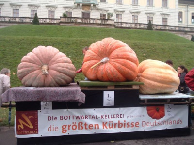 Siegerkurbisse.jpg
