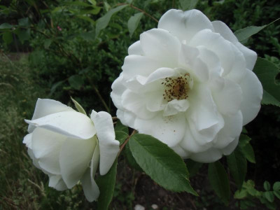 Schneewittchen_13.06.2015.JPG