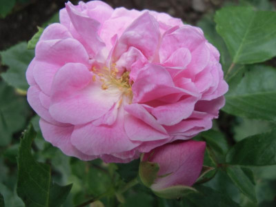 Strauchrose_unbekannt_13.06.2015.JPG