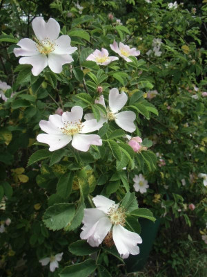 Kletterrose_unbekannt_13.06.2015.JPG