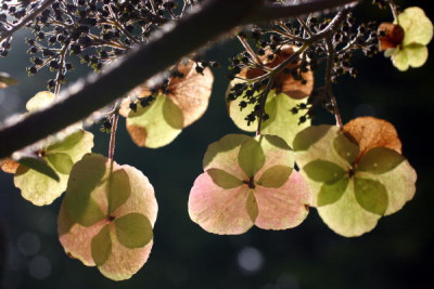 samthortensieherbst.jpg