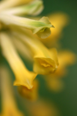 corydalismacro.jpg