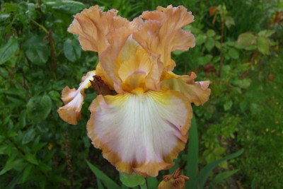 2015_0613Irisviele0050.JPG