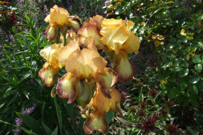 2015_0613Irisviele0088.JPG