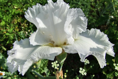 2015_0613Irisviele0096.jpg