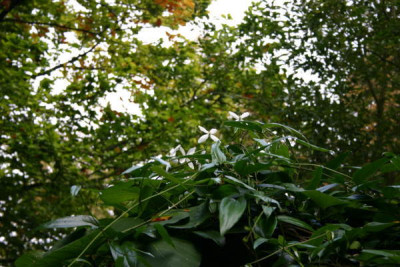 clematis_armandii_oktober.jpg