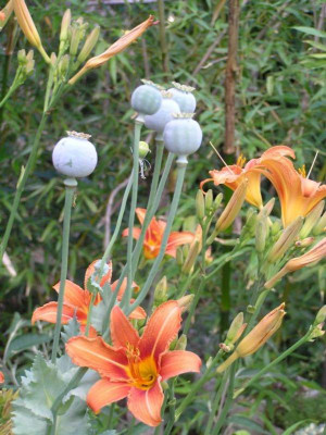 mohn-hem._klein.jpg