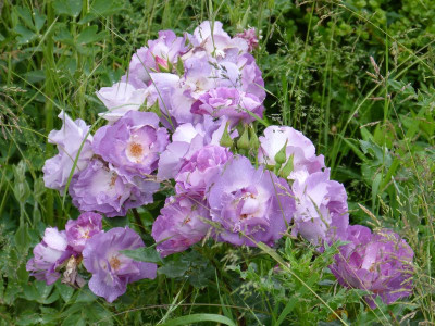 2015-06-13 Rosen 'Blue for You'.jpg