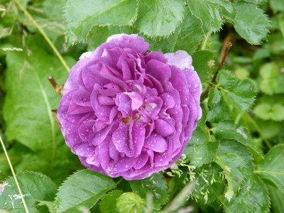2015-06-13 Rosen 'Minerva'.jpg