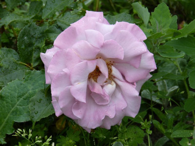 2015-06-13 Rosen 'Stephen Rulo'.jpg