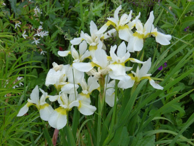 2015-06-13 Iris sibirica 'Fourfold White'.jpg