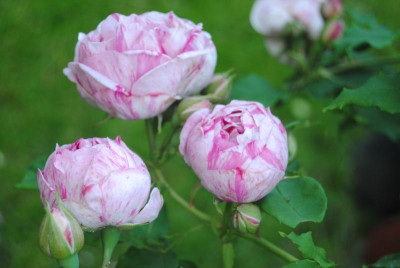rosen 009.jpg