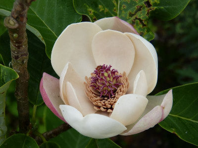 2015-06-13 Magnolia 'William Watson'.jpg
