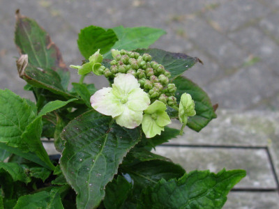 B04 (Kopie).jpg