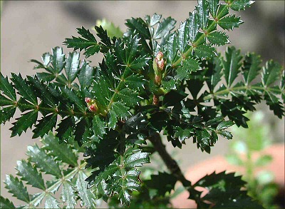 Weinmannia_trichosperma_.jpg