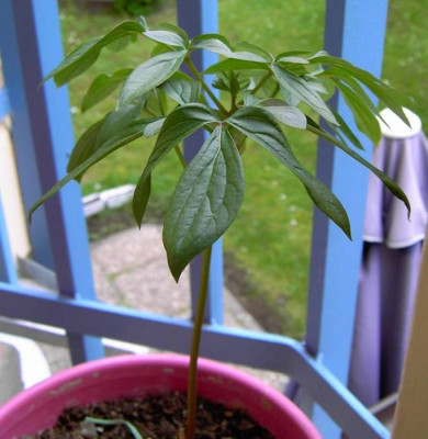 paeonia.jpg