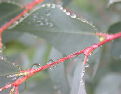 Eukalyptus_T_20136_95.jpg