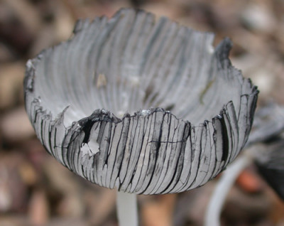 Pilz_20194_94.jpg
