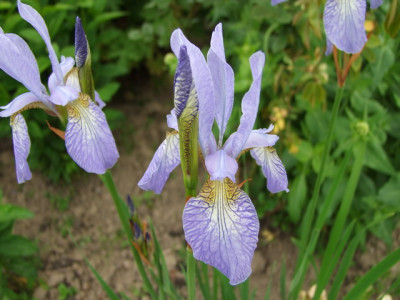 Iris sib..JPG