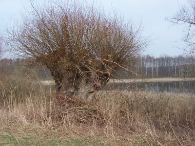 Kopfweide_Uckermark.jpg