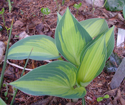 hosta_june.jpg