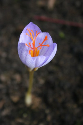Crocus_speciosus_Artabar.jpg